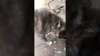 в Жаркий день нужно пить и есть только холодное!!! Альмин совет.