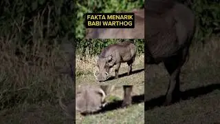 FAKTA MENARIK BABI WARTHOG #faktadunia #faktaunik #informasihewan #faktamenarik #babi #babiwarthog