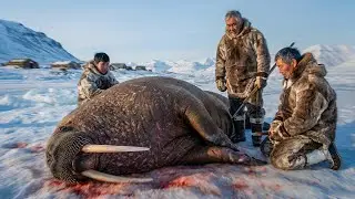 Arctic Crisis! Whole Inuit Village Fights 3,000lb Walrus to Secure Fat After Fuel Runs Out at &ndash;65&deg;C