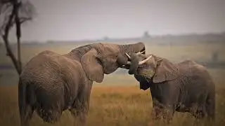 Kenya Safari Experience | Governor&rsquo;s Camp in Maasai Mara with Gaga Tours