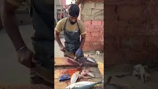 Have You Seen This 5 Different Snapper Fish???
