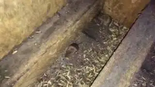 AgriPest management