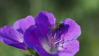 Bl&aacute;gresi&eth; og flugan  The wood cranesbill and the fly  Midsommarblomster och flugor