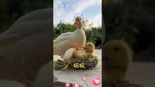 Pock Pack Puck P####  😄 #shorts #cuteducklings