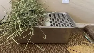 Litter box Prototype to Catch and Separate Urine and Poop for Studies