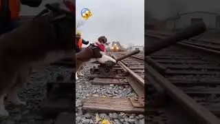 Shocking moment caught on camera where dog saves the train from derailing 😱 #dog #shorts  #viral