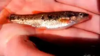 Blacknose dace (Rhinichthys atratulus) ID