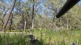 gobbler at 15yards..