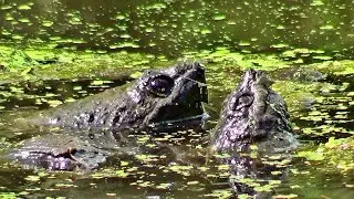 Snapping Turtles Mating 5