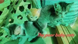 Baby cats hungry mother milk and afraid wherever 😺🐕