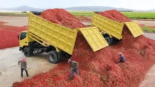 Inside Intense Farming Operations Processing Tons of Red Hot Chili Pepper