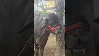 Chattipparamba Chanda | Pothu chantha malappuram | Buffalo market Kerala