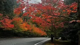 Fall in Redmond, Washington | Microsoft&rsquo;s Home | Seattle Drive 4K