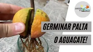 Germinar PALTA O AGUACATE 🥑🥑| El mejor método