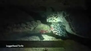Sail Caribbean Divers - RMS Rhone Night Dive, British Virgin Island