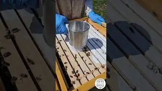 Powdered Sugar Dusting as a control method against varroa mites 🐝🌿 #bee #beekeeping #пчеловодство