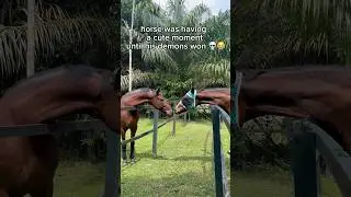 Typing this from the grave #polo #horse #equestrian
