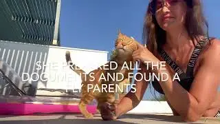 Adoption of ginger stray cat from Cyprus