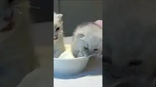 The kitten is so cute when drinking milk 🥰 #usa #funnymoments #funny #foryou #funnyvideo #cute
