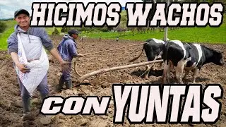 SEMBRANDO MEDIA HECTÁREA DE PAPAS 🥔 (En el campo 😱) | Edii Luu
