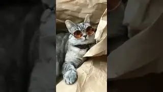 #short swag cat 😎😎