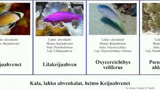 Kala, lahko ahvenkalat, heimo Keijuahvenet fish typus fuscus Pseudochromis Fuse Purppurakeijuahven