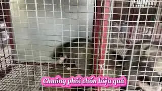 Mẫu chuồng phối hiệu quả, tiết kiệm chi phí
