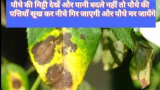 Salinity and fungus treatment in soil by changing water #gardening 