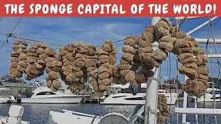 Tarpon Springs Florida: Everything you need to know about NATURAL SPONGES!
