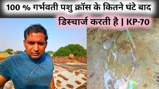 गाय भैंस क्रॉस के कितने घंटे बाद डिस्चार्ज दे 100% गर्भवती हो गई है | gaay bhains garbhvati | kp-170