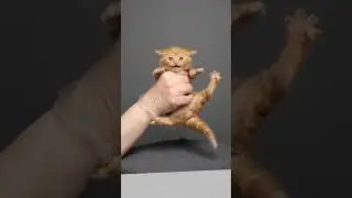 Kitty growth [3 days to 11 months] #furryfritz #kitten #kittengrowth #cat #timelapse #catphotography