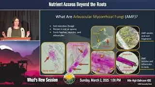 Nutrient Access Beyond the Roots