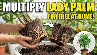 How to Multiply Your Lady Palm at Home for Free!