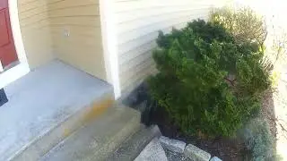Woodchuck /Groundhog removal Middlefield CT