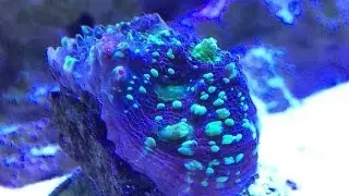 My New Ocean Revive Arctic  S026 LED fixtures