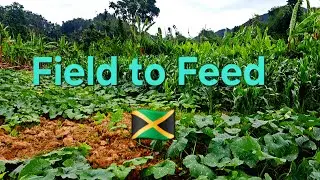 Real Roots Farm #fruitsfidiyutes #lettucefarming #diy #fypシ゚viral #cabbage #pakchoy #pumpkin #corn 
