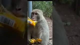 Leave the rest for the next monkey #viral#reels#video#shorts#trending