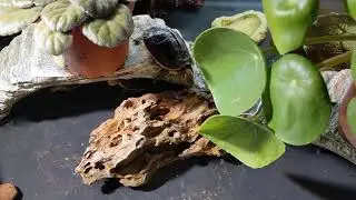 cuora flavomarginata ( Chinese box turtle ) setup