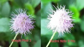 Google Pixel 3 VS  Redmi Note 9 Pro (Camera Test)