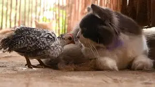 First time ___ Gray Cat meet smallest chicken 🐔😻 || Very cute reaction🌿