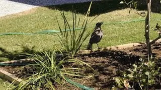 Australian magpie's melodious call