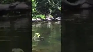 Они столкнулись с самой большой змеей всех времен 😱