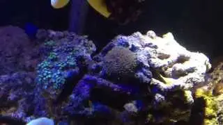Damsel fish being aggressive to me lol