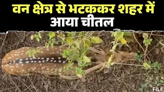 Jabalpur News: वन क्षेत्र से भटककर शहर में आया चीतल | पार्षद जीतू कटारे ने वन विभाग पर लगाया ये आरोप