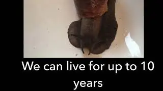 Giant African Land Snail facts