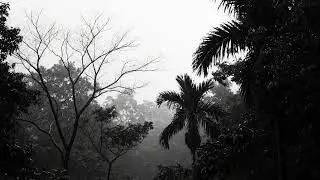 Heavy Rain and Thunderstorm in the Forest Ambience for Meditation Aid