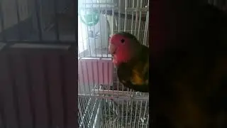 bedebe escaped bird jail