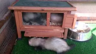 A Kitten and Baby Ferrets playing