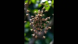 Essaimage #bee #science
