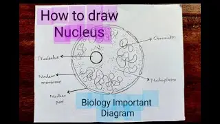 How to Draw Nucleus | Structure of Nucleus labelled diagram| Biology important diagram #biology